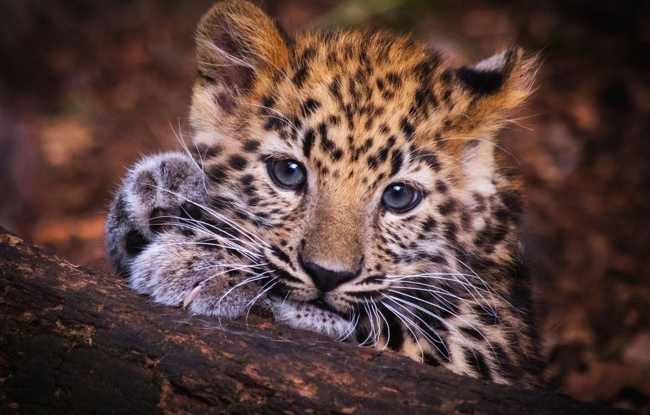 Featured image of post Cute Baby Leopard Wallpaper