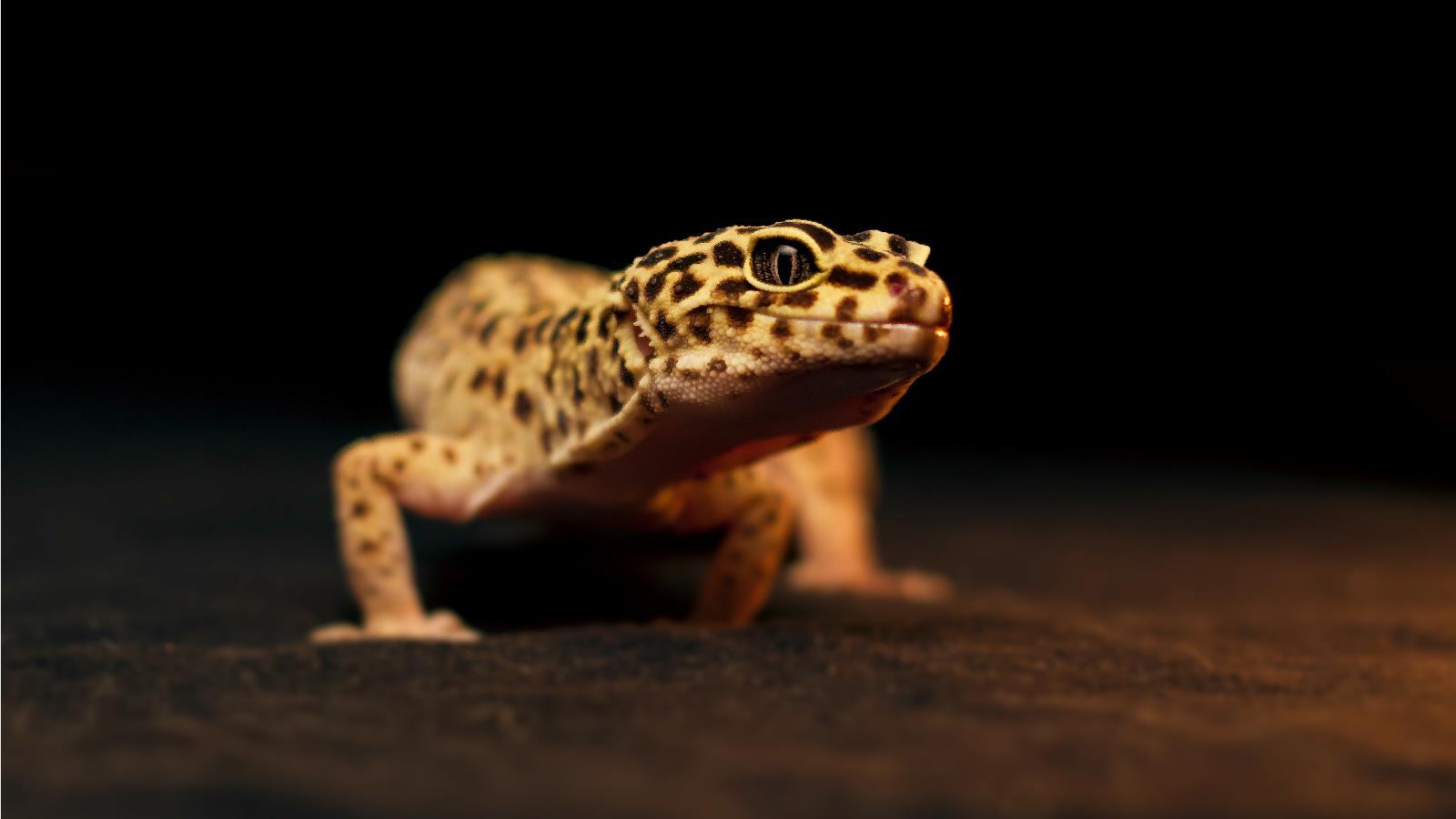 Featured image of post Cute Leopard Gecko Wallpaper