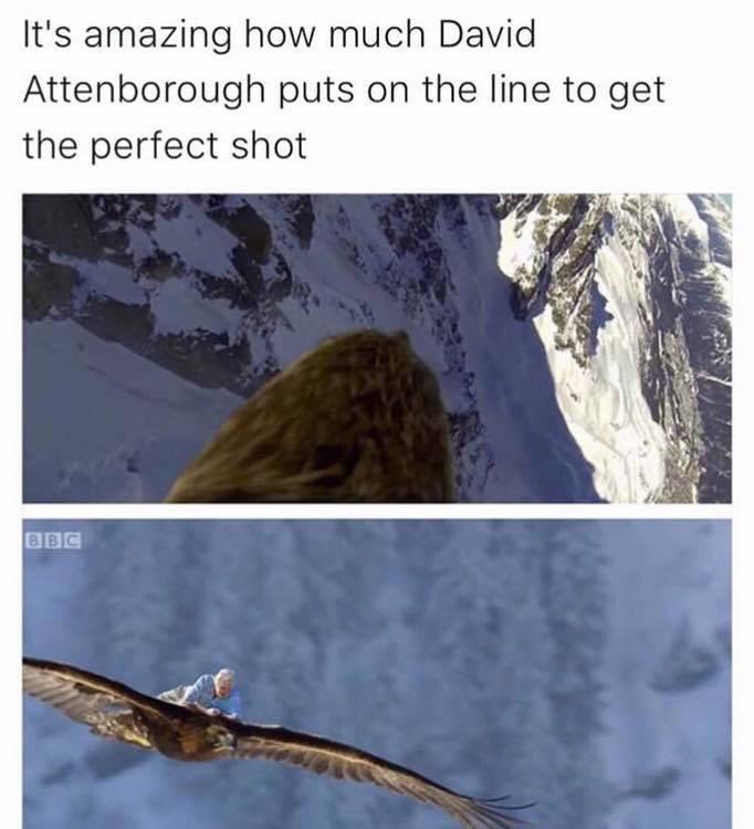 Featured image of post David Attenborough Eagle Meme