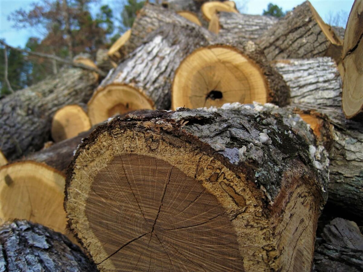 Featured image of post Free Timber Near Me