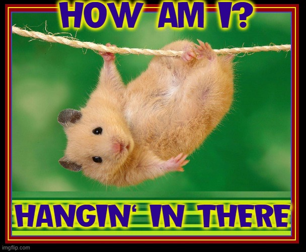 Featured image of post Funny Gerbil Gif