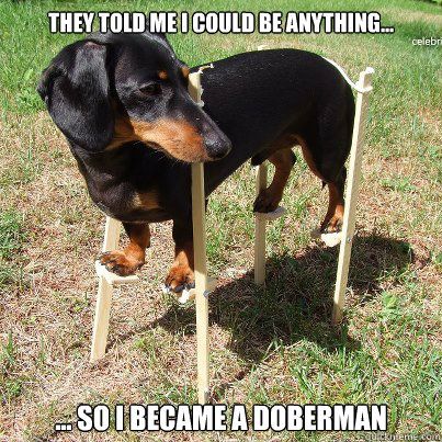 Featured image of post They Told Me I Could Be Anything So I Became A Doberman